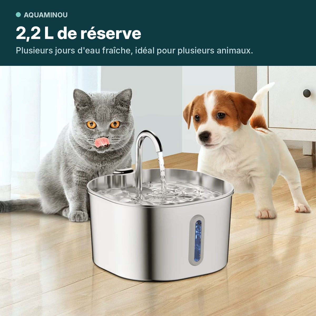 Fontaine à eau pour chat en inox 2,2 L avec un chat et un chiot